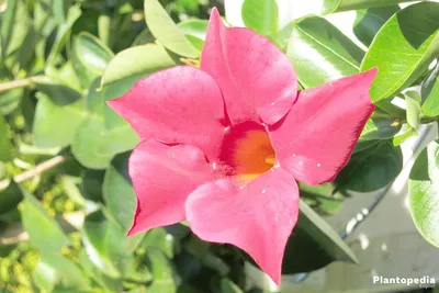 A Beautiful Image of a White Dipladenia in a Garden Setting