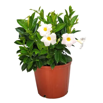 Picture of a White Dipladenia with a Lush Green Foliage
