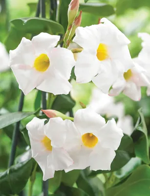 A Beautiful Picture of a White Dipladenia with a Serene Background