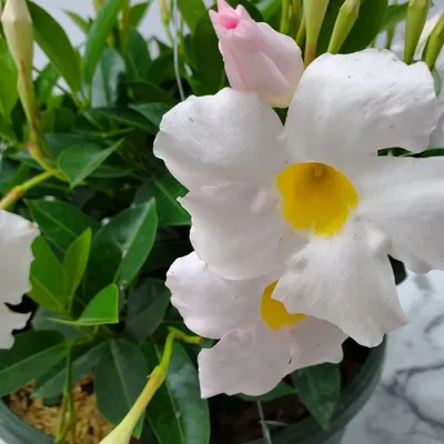 Photo of a Beautiful White Dipladenia Plant