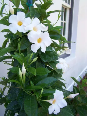 White Dipladenia: A Beautiful Addition to Your Flower Garden