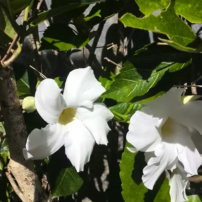 The Beauty of White Dipladenia Captured in a Photo