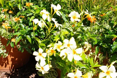 Pure White Dipladenia Flower in a Lush Green Setting