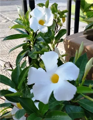 White Dipladenia: A Delicate and Elegant Flower