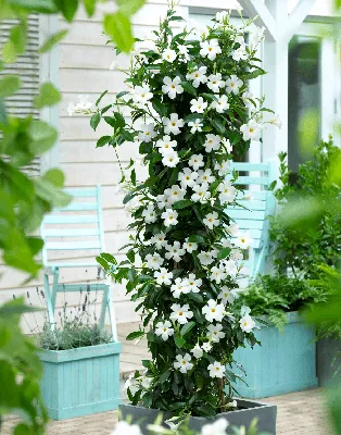 White Dipladenia in a Dreamy Garden Setting