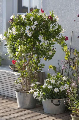 White Dipladenia: A Classic Flower for Any Garden