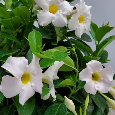 White Dipladenia: A Flower with a Timeless Beauty