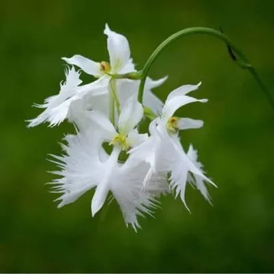 Captivating White Egret Orchid