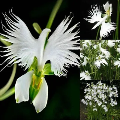 Exquisite White Egret Orchid in Bloom