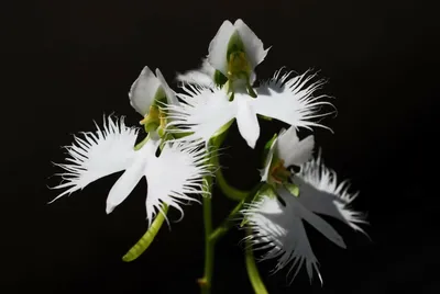 Graceful White Egret Orchid in Nature