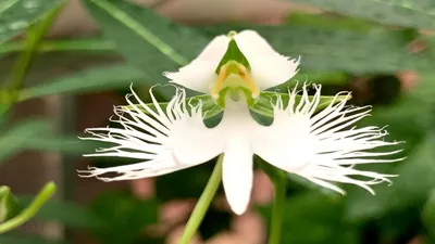 Majestic White Egret Orchid in the Wild