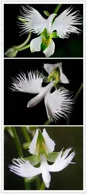 White Egret Orchid: A Unique Flower