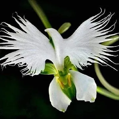 Picture Perfect White Egret Orchid