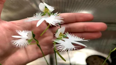 The White Egret Orchid: A Symbol of Elegance