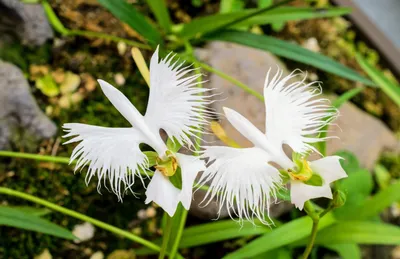 A Photo of the White Egret Orchid in its Habitat