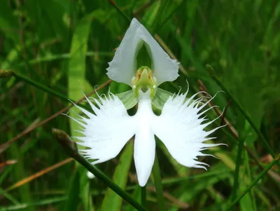 The Beauty of the White Egret Orchid