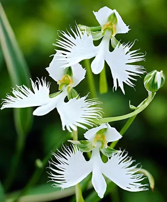 White Egret Orchid: A Floral Masterpiece