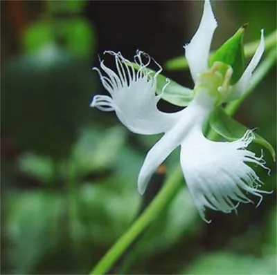 The White Egret Orchid: A Rare Beauty