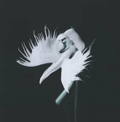 White Egret Orchid: A Natural Work of Art