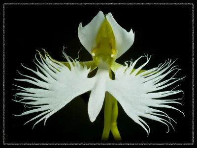 White Egret Orchid: A Graceful Flower