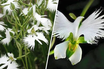 White Egret Orchid: A Blossoming Miracle