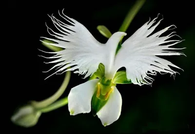 Stunning White Egret Orchid Close-up