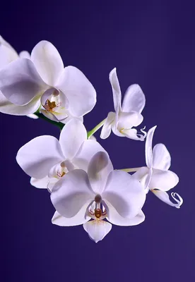White Egret Orchid: A Floral Treasure