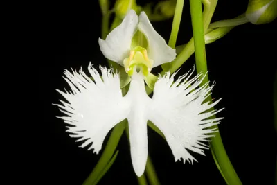 Gorgeous White Egret Orchid Picture