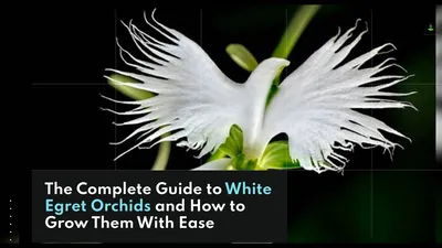 Magnificent White Egret Orchid in its Natural Habitat