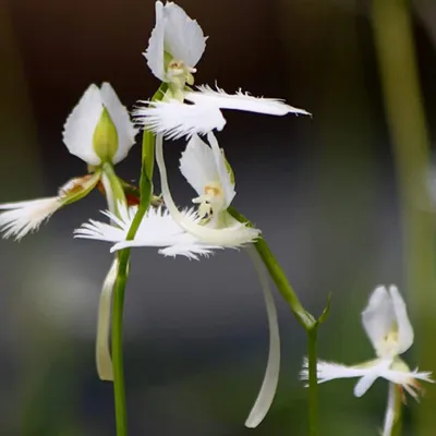 A Close-up of the White Egret Orchid's Intricate Details