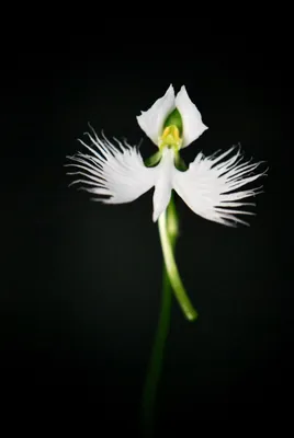 The Delicate White Egret Orchid