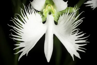 White Egret Orchid: A Marvelous Sight to Behold