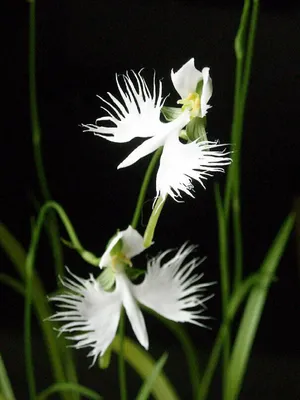 A Delicate White Egret Orchid in Full Glory