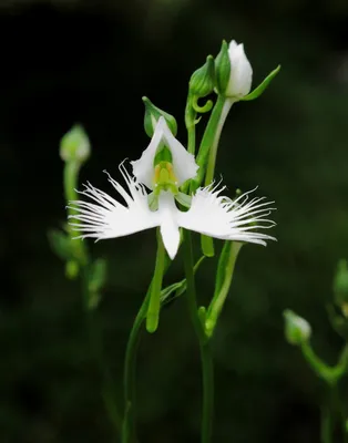 Elegant White Egret Orchid in Full Glory