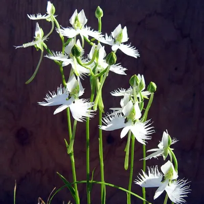 A Beautifully Captured White Egret Orchid