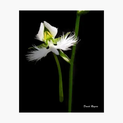 White Egret Orchid: A Flower Fit for Royalty