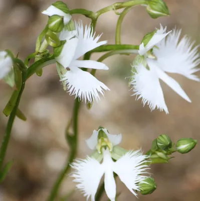 White Egret Orchid: A Vision of Purity