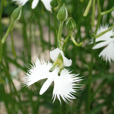 The White Egret Orchid: A Picture-Perfect Specimen