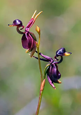 A Close-up of the White Egret Orchid's Unique Features