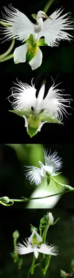 A Captivating White Egret Orchid in its Natural Habitat