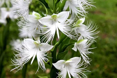 White Egret Orchid: A Flower that Radiates Elegance