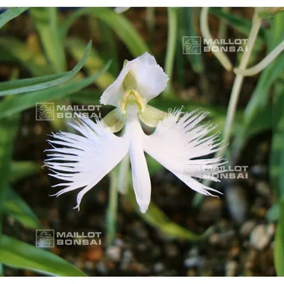 A Delicate White Egret Orchid in its Full Glory