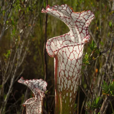 The Stunning White-topped Pitcher Plant: A Floral Beauty