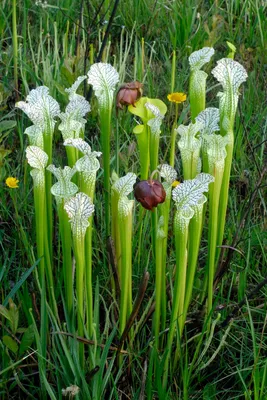 A Captivating Image of the White-topped Pitcher Plant