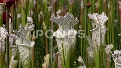 Picture Perfect: The White-topped Pitcher Plant in All Its Glory