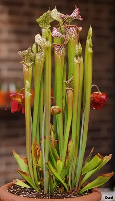 A Close-up of the White-topped Pitcher Plant: Nature's Artistry