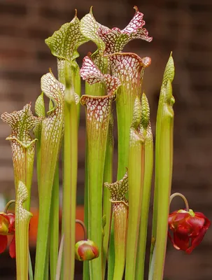 Behold the Beauty of the White-topped Pitcher Plant in This Photo