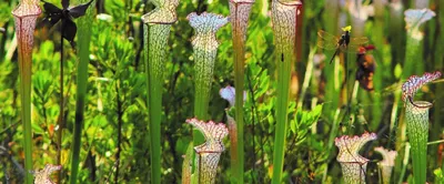 The White-topped Pitcher Plant: A Rare and Exquisite Flower