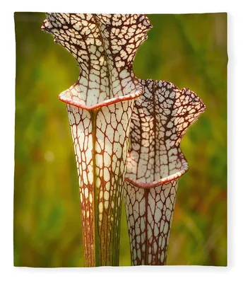 Flowers of the Wild: The White-topped Pitcher Plant in its Natural Habitat