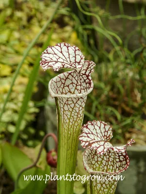 The White-topped Pitcher Plant: A Stunning Addition to Any Garden